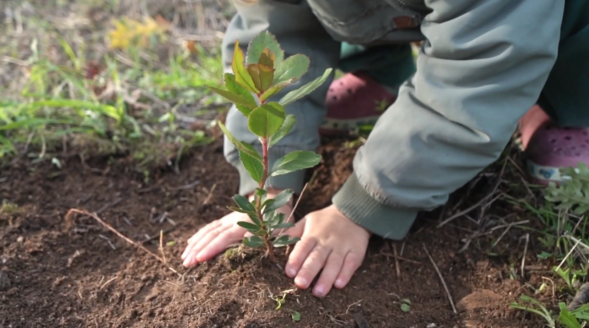 Join Tree Planting Join Tree Tribe | Native Tree Planting from €5
