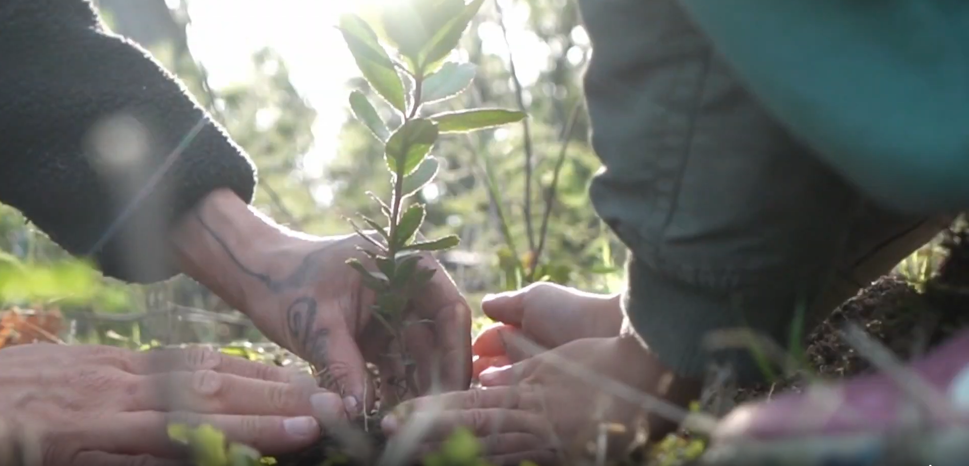 Happy Hectares | Native Tree Planting & Reforestation in Portugal