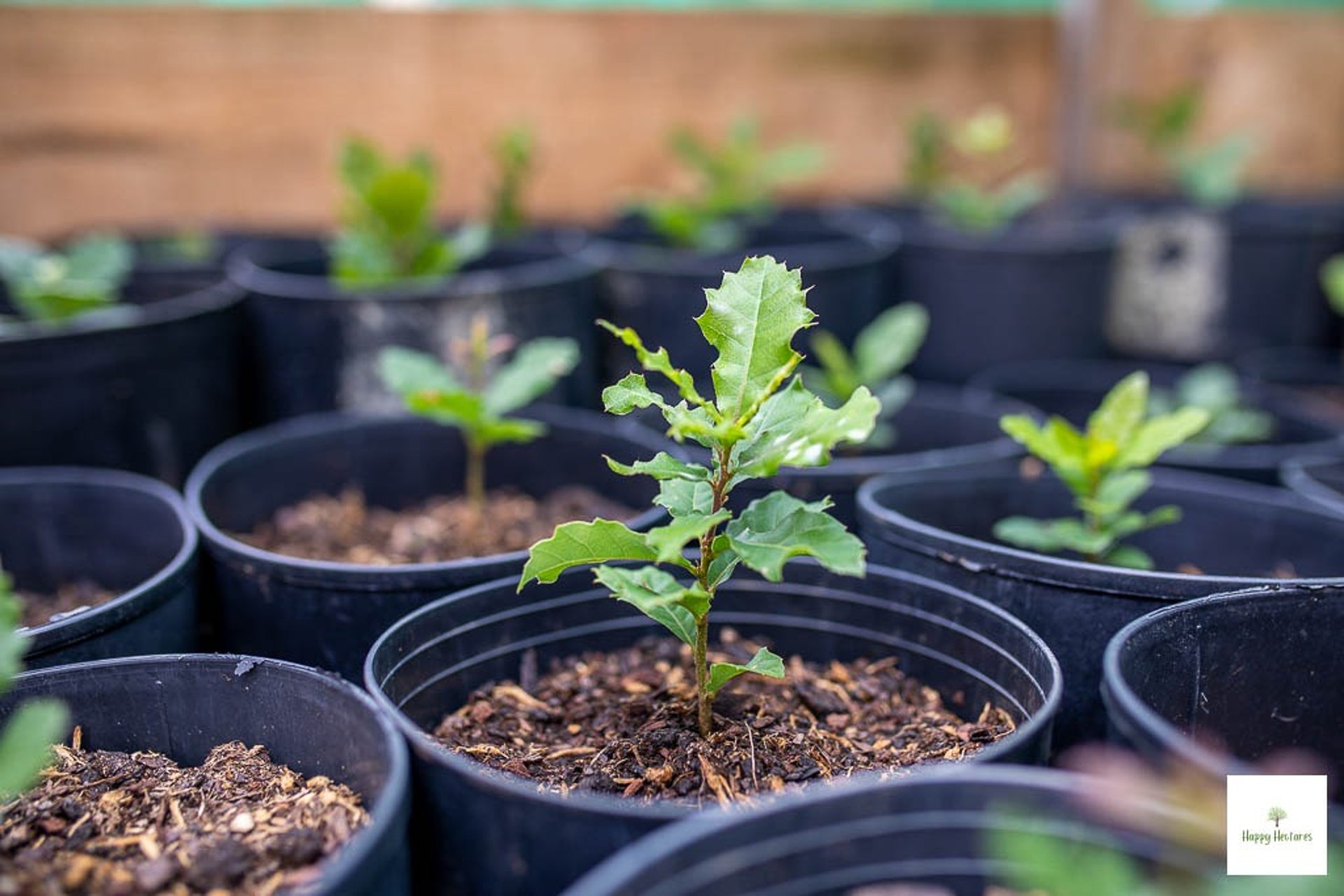 Happy Hectares | Native Tree Planting & Reforestation in Portugal